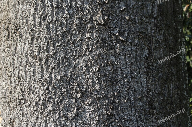 Tree Bark Forest Tree Baustamm Structure