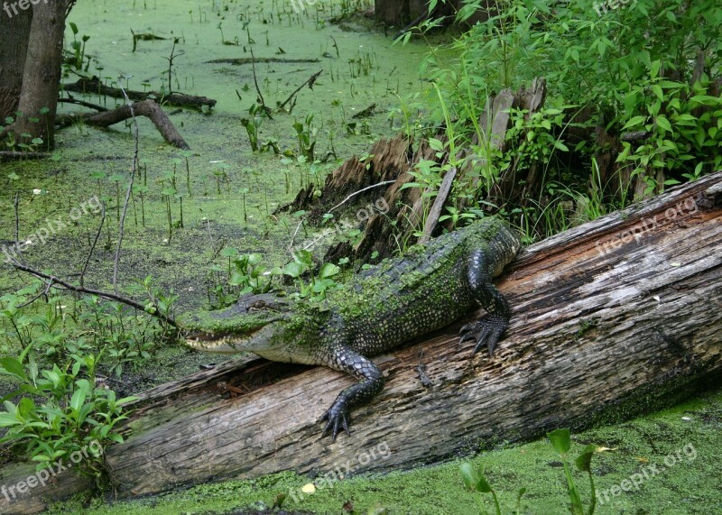 Alligator Swamp Wildlife Nature Reptile