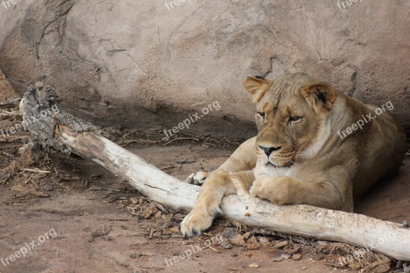 Lion Wildlife Wild Animal Cat