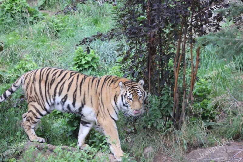 Tiger Wild Animal Wildlife Cat