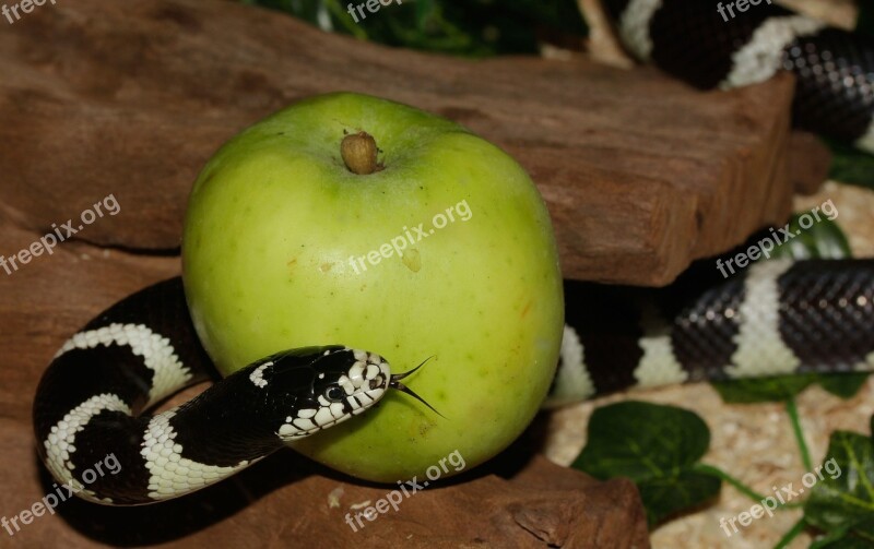 Chain Natter Snake California Getula King Snake Lampropeltis Getula Californiae