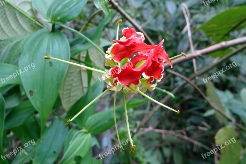 Glory Lily Flower Scarlet Red Gloriosa