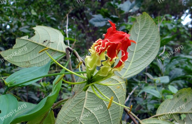 Glory Lily Flower Scarlet Red Gloriosa