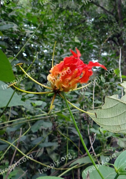 Glory Lily Flower Scarlet Red Gloriosa