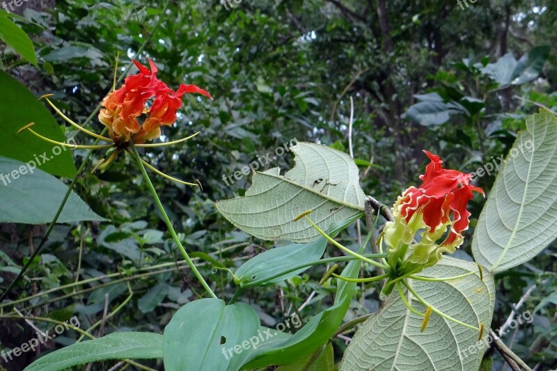 Glory Lily Flower Scarlet Red Gloriosa