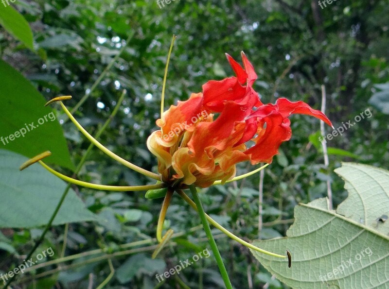 Glory Lily Flower Scarlet Red Gloriosa