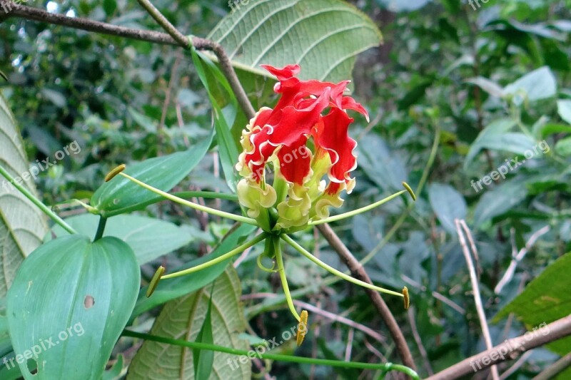 Glory Lily Flower Scarlet Red Gloriosa