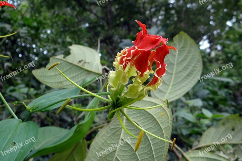 Glory Lily Flower Scarlet Red Gloriosa