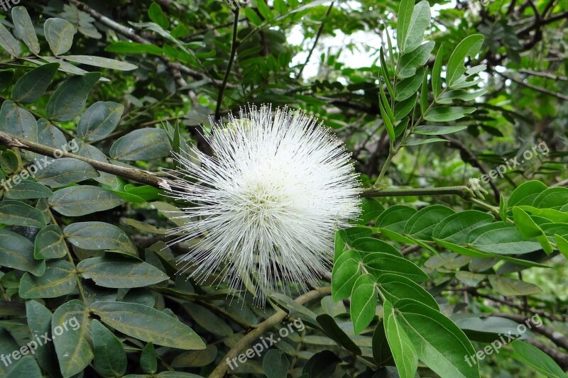 Powder Puff Flower Flora White Calliandra Haematocephala Alba