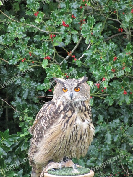 Eagle Owl Owl Bird Raptor Bird Of Prey