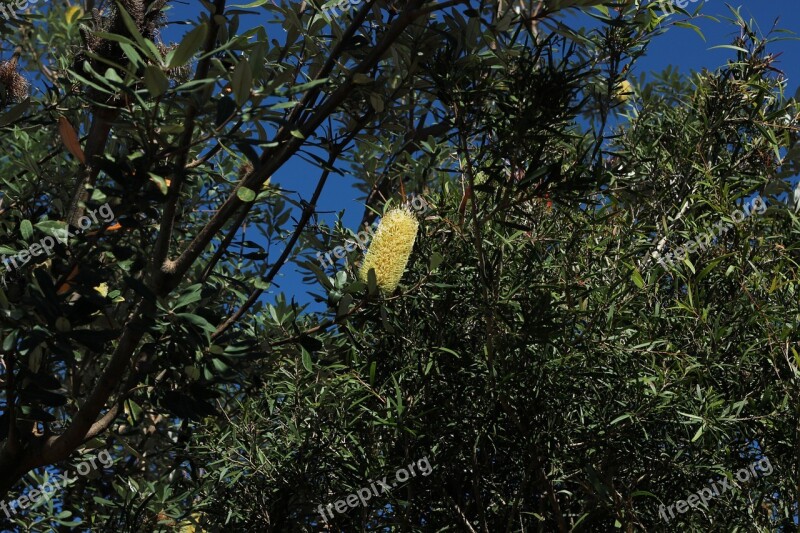 Bottlebrush Tree Nature Flora Foliage