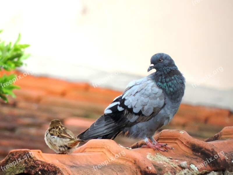 Dove Roof Black Dove Bird Freedom