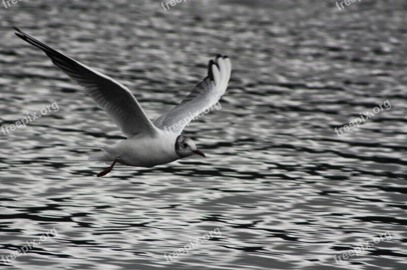 Seagull Scotland Lake Bird Free Photos