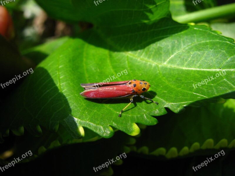 Planthopper Insect Pink Hopper Bug