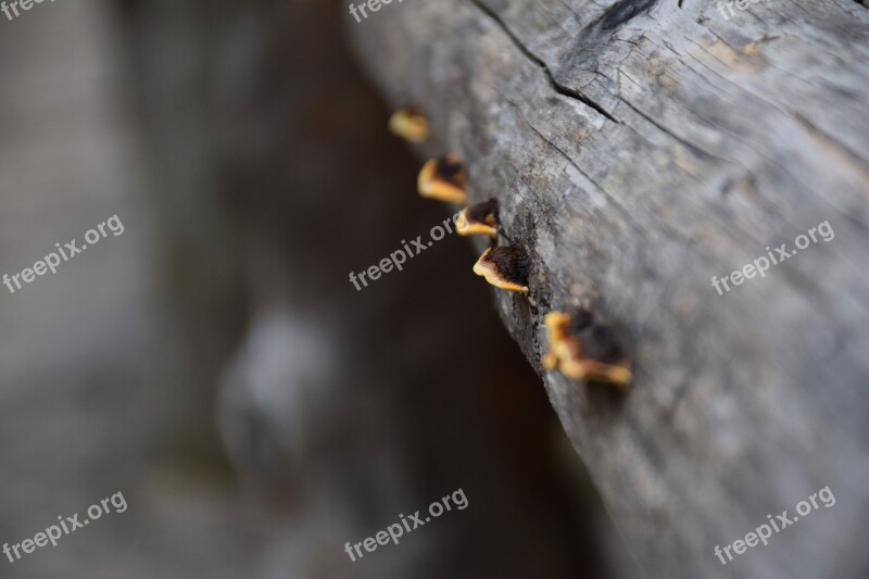 Red Edge On Tree Sponge Mushroom Fomitopsis Pinicola Polyp-oral Tribe