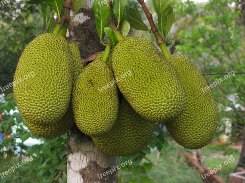 Jackfruit Fruit Food Artocarpus Heterophyllus Nature