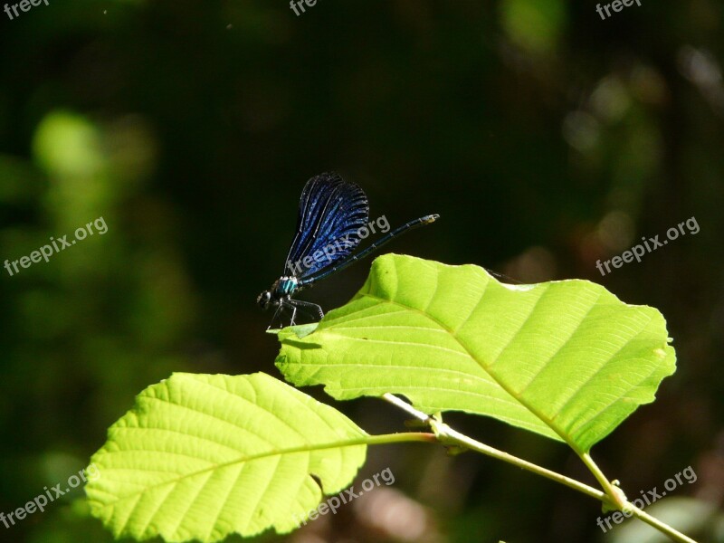 Demoiselle Nature Insect Dragonfly Cévennes