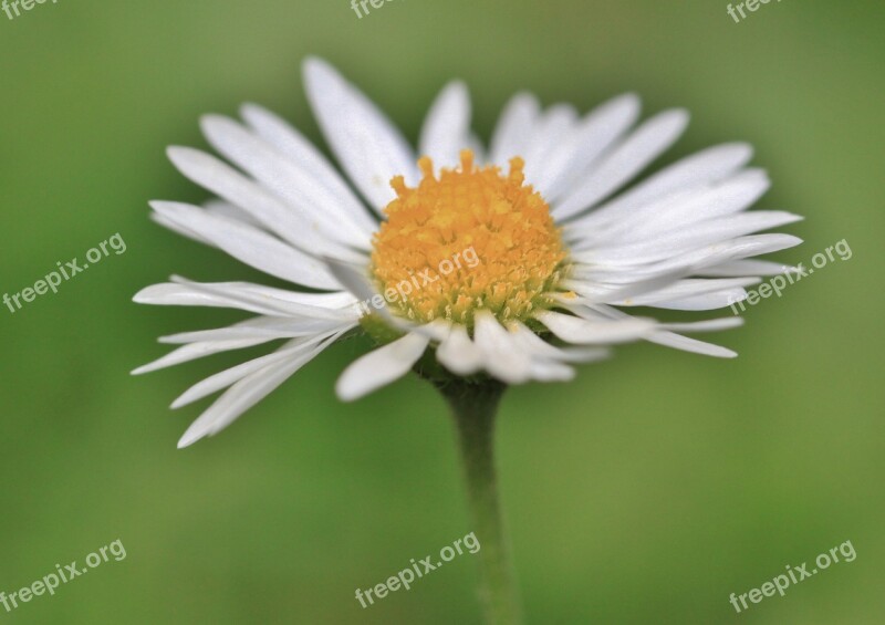 Daisy Flower Blossom Bloom Plant