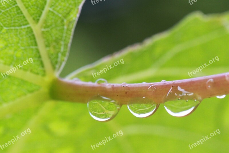 Vine Drip Drops Of Rain Mirroring Magnification Water