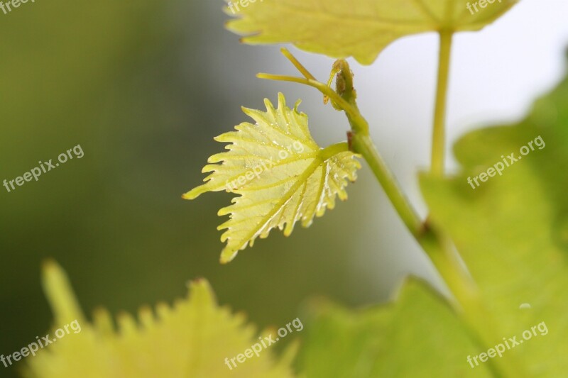 Vine Wine Leaf Wine Autumn Leaf