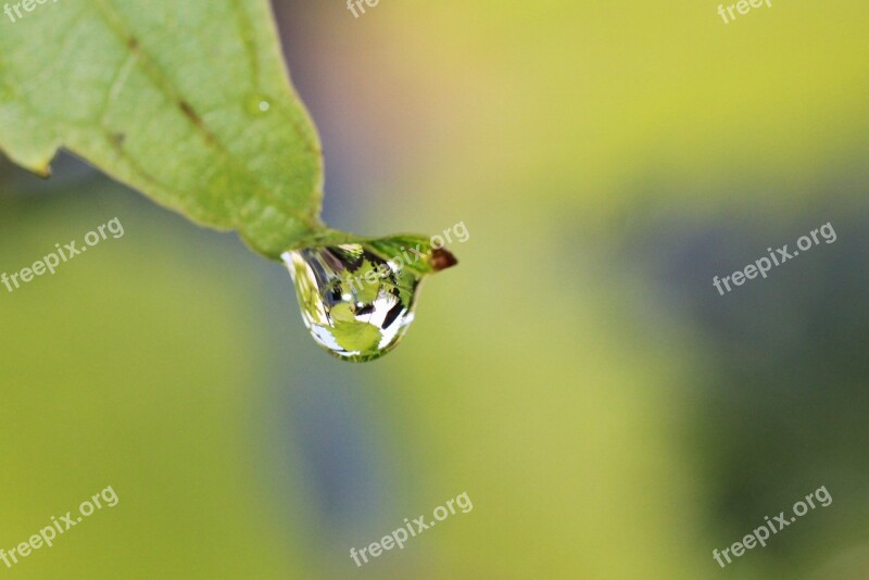 Vine Drip Raindrop Drop Of Water Leaf