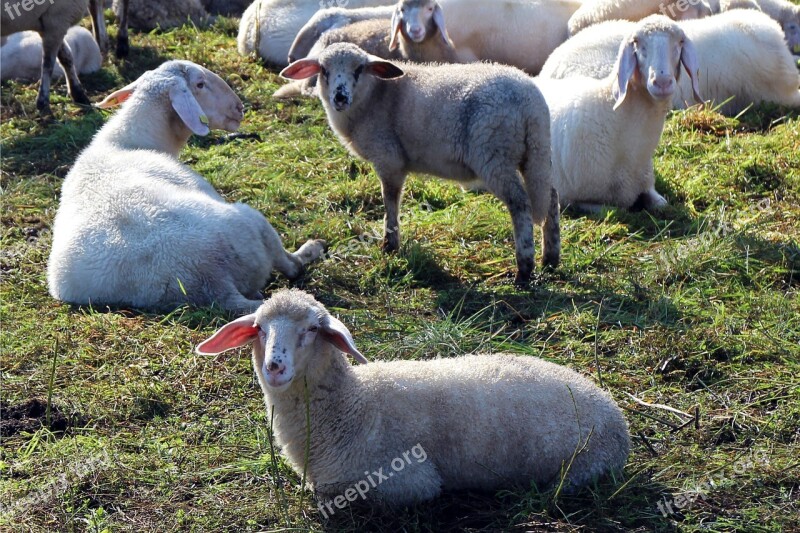 Pasture Flock Of Sheep Flock Sheep Herd Animal