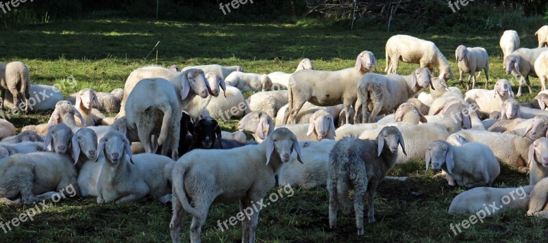 Pasture Flock Of Sheep Flock Sheep Group