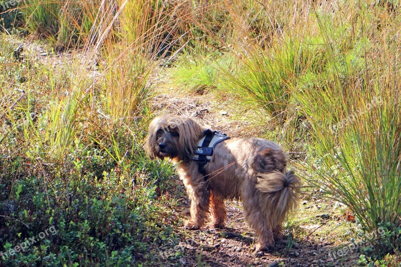 Pet Dog Nature Grass Grasses