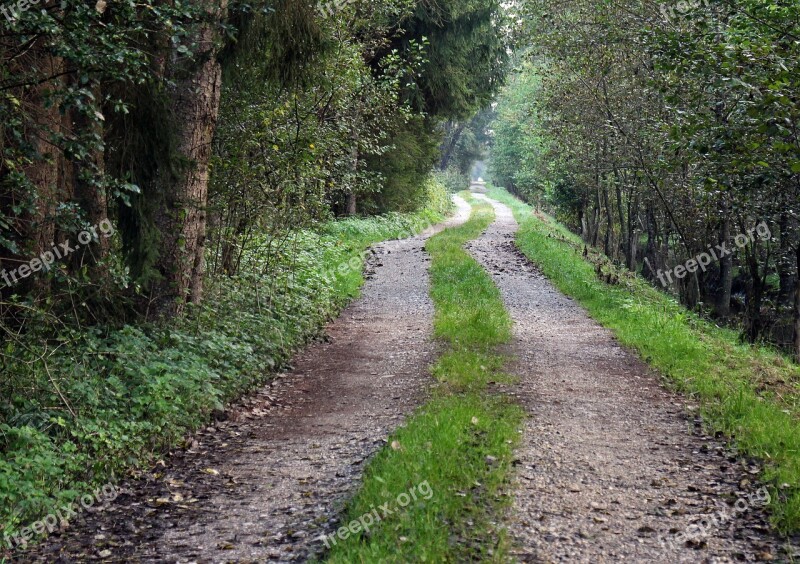 Forest Away Forest Path Commercial Way Nature