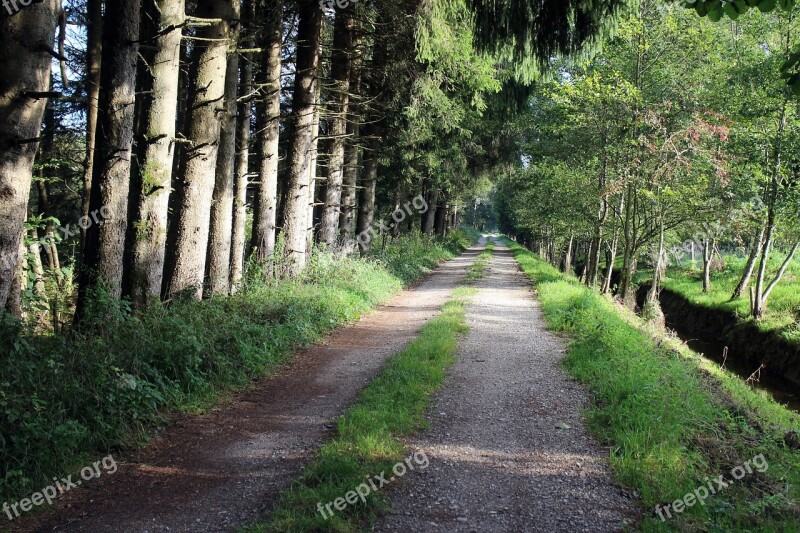 Forest Away Forest Path Commercial Way Nature