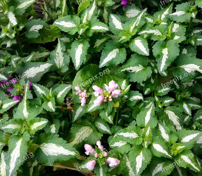 Dead-nettle Ground Cover Perennial Green Free Photos