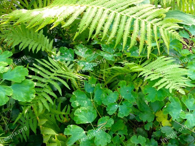 Fern Green Perennial Free Photos