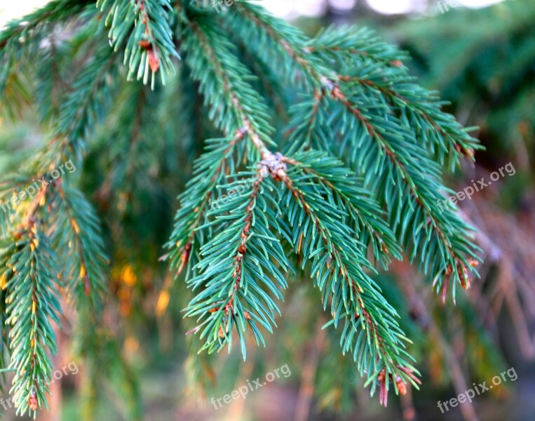 Gran Twig Tree Green Free Photos