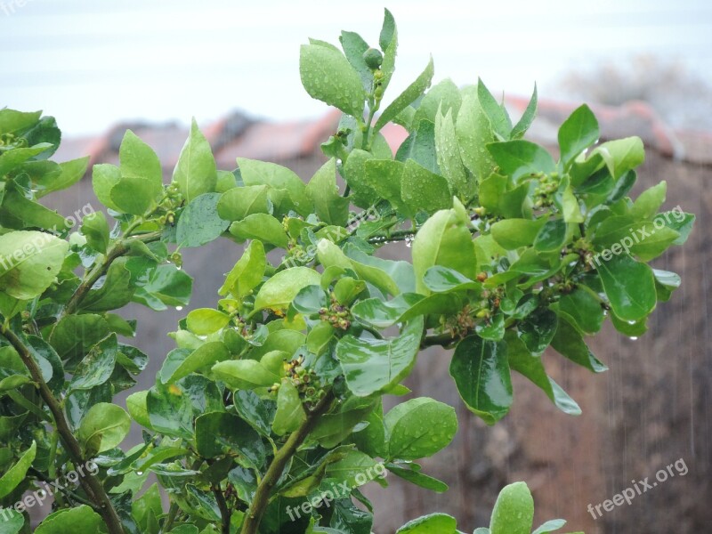 Lemon Tree Flying Rain Wet Tree Free Photos