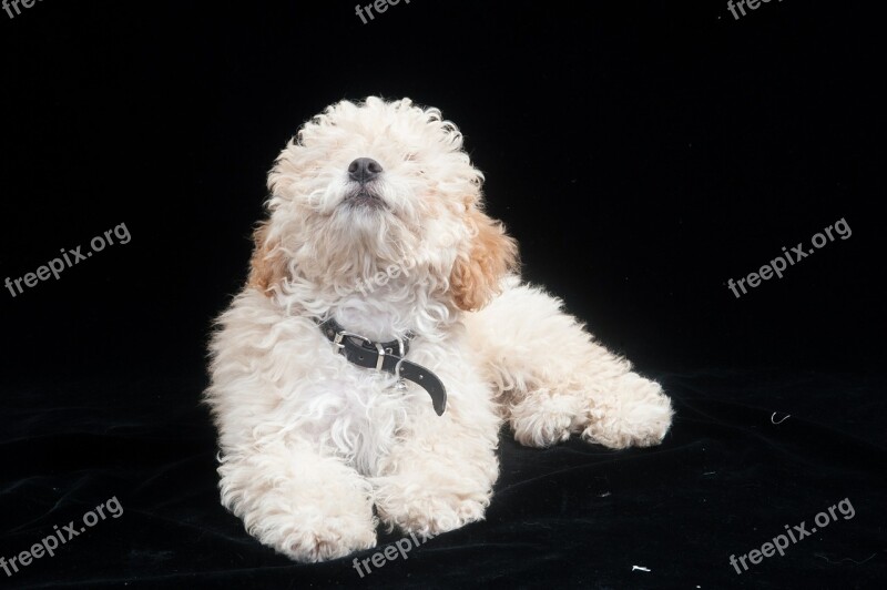 Poodle Dog Animal Puppy Cute