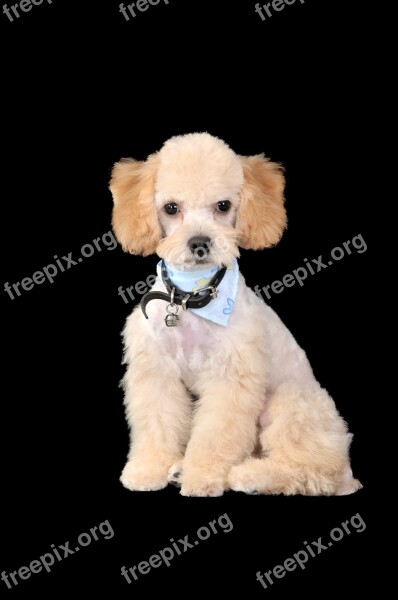 Poodle Dogs Puppies Free Photos