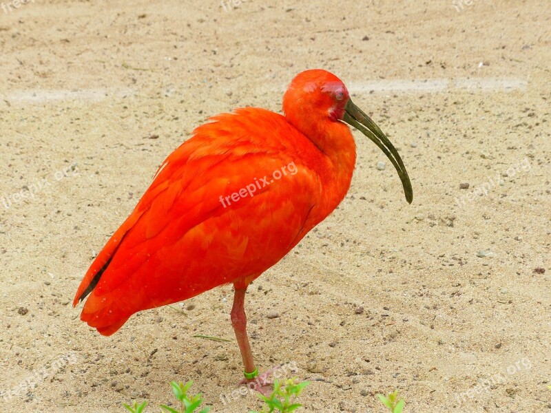 Scarlet Ibis Bird Red Bright Red Orange