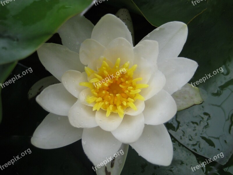 Lily Water Flower Nature Summer