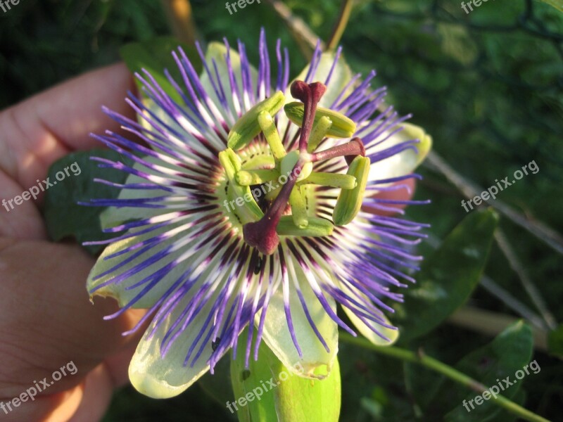 Passion Flower Sunny Bloom Floral Beauty