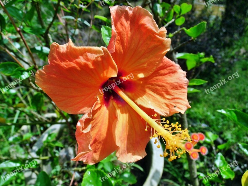 Hibiscus Rosa Orange Flower Nature