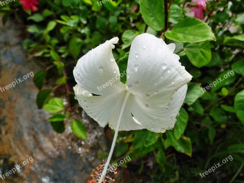 White Hibiscus Rosa Plant Flower