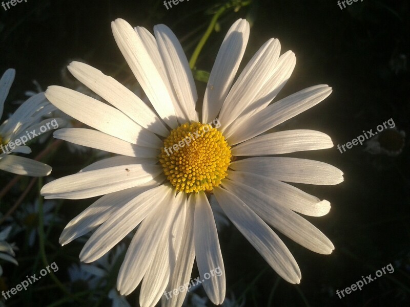 Daisy Flower Garden Summer Beautiful