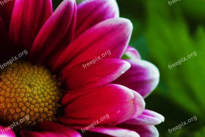 Chrysanthemum Flower Floral Plant Natural