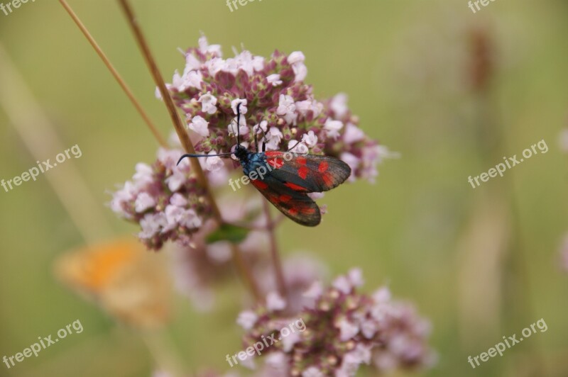 Six Moth Burnet Insect Plant Close Up