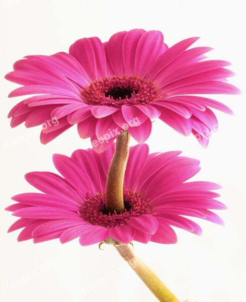 Gerbera Flower Flora Floral Nature