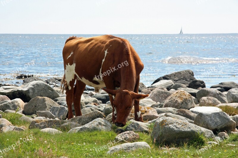 Cow Summer Sea Free Photos