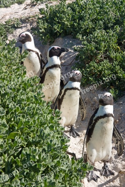 Penguins Animals Sand Free Photos