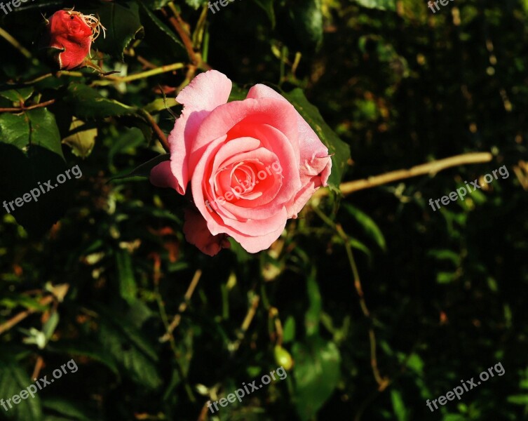 Rose Blossom Bloom Flower Beauty