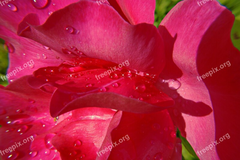 Pink Rosebush Flowers Dew Nature