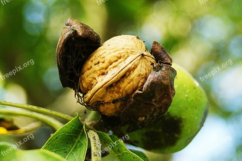 Nuts Fall Harvest Maturity Walnut